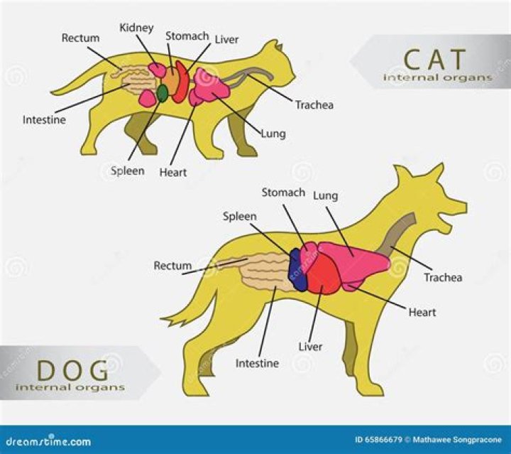 What are the organs in animals