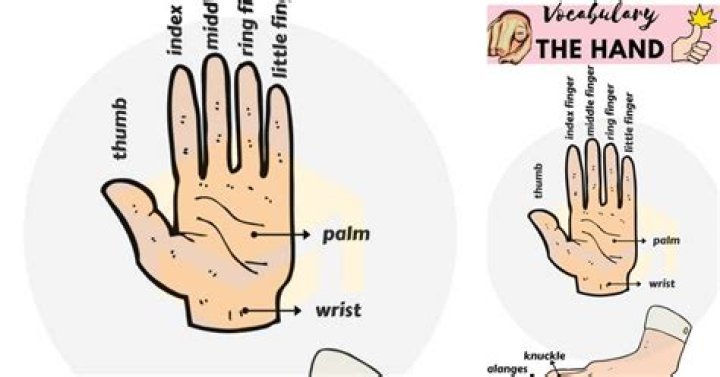 What are the parts of the hand