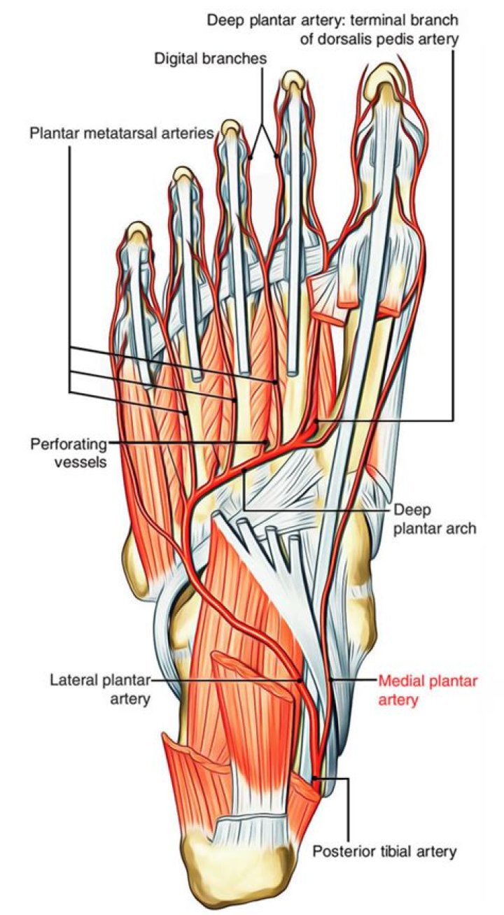 What are the plantar arteries