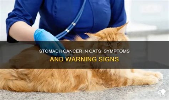 What are the signs of stomach cancer in a cat