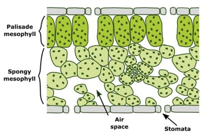 What are the spongy mesophyll