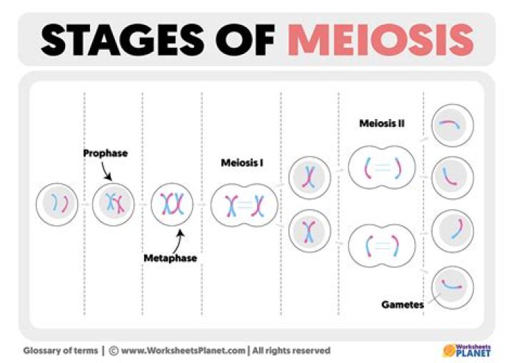 What are the stages of meiosis