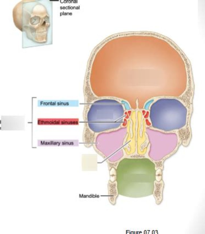 What are the three smaller cavities in the skull