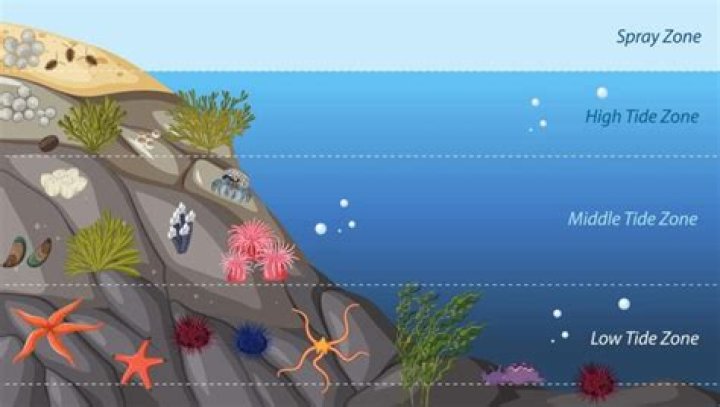 What are the three tidal zones