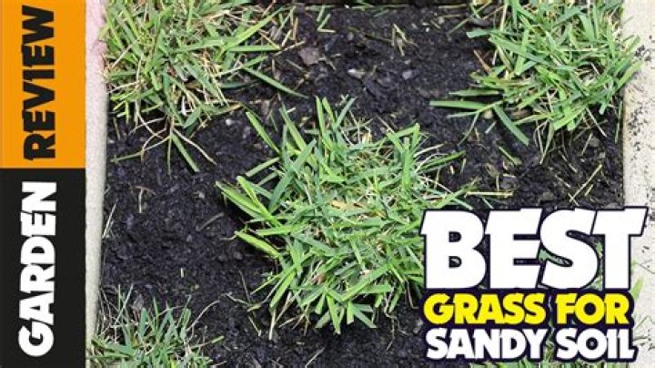 What are the top 5 grass seeds