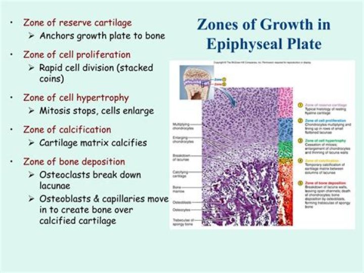 What are the zones of the bone