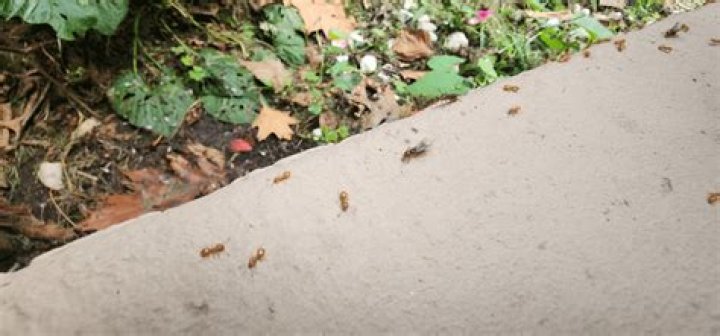 What are these little orange ants