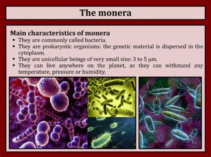 What are three monera examples