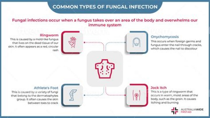 What are two fungal functions