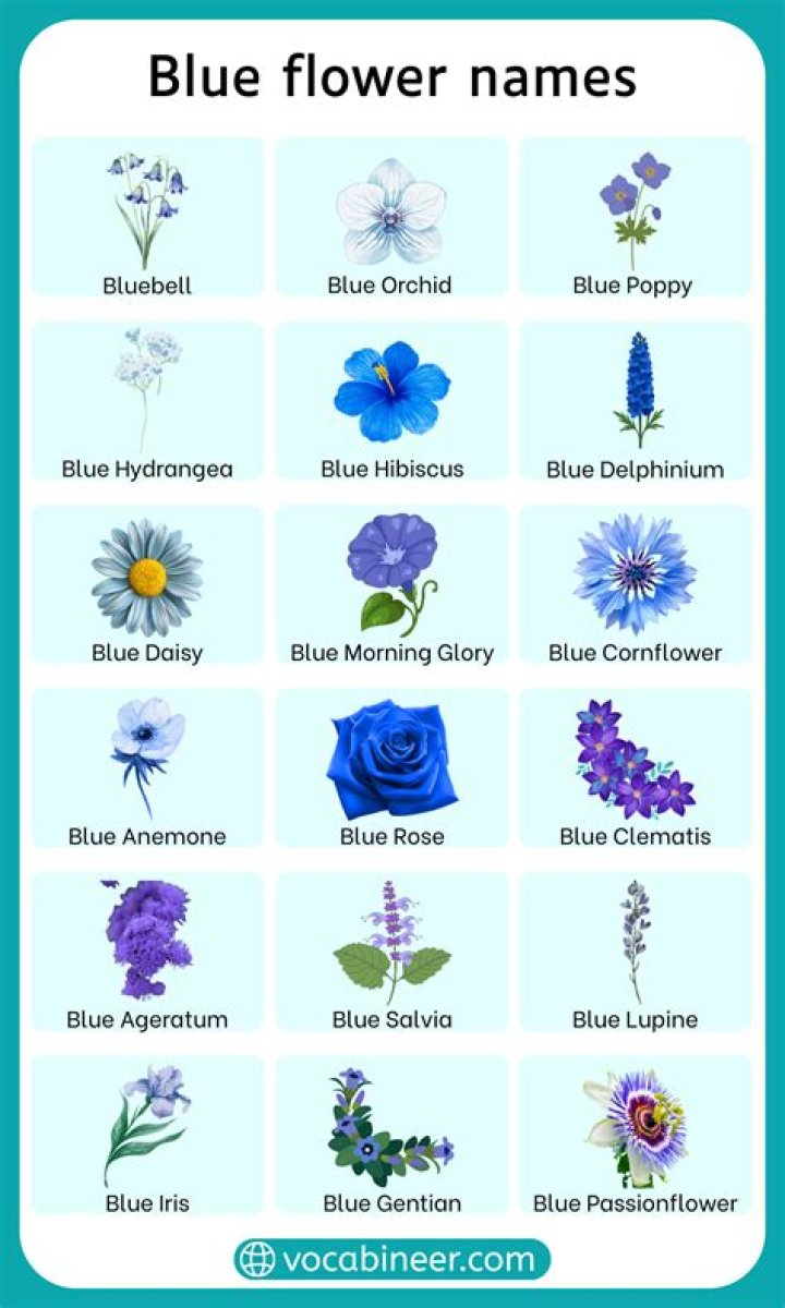 What are types of blue flowers