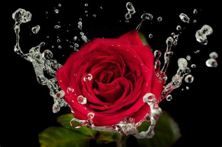 What are water shoots on roses