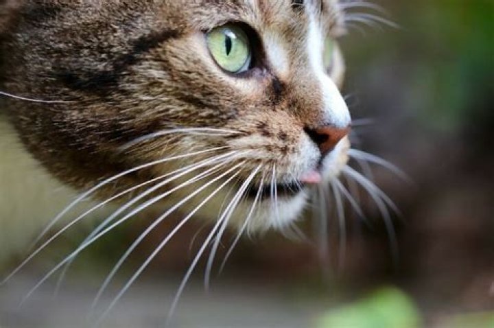 What are whiskers on a cat for