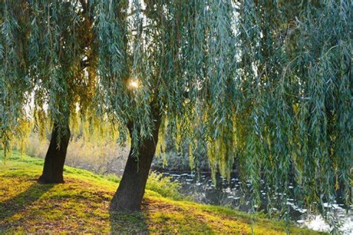 What are willow trees good for