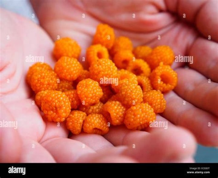 What are yellow berries called