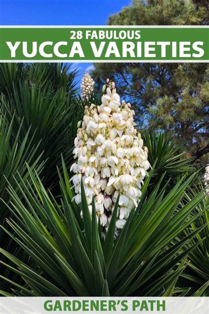 What are yucca plants used for