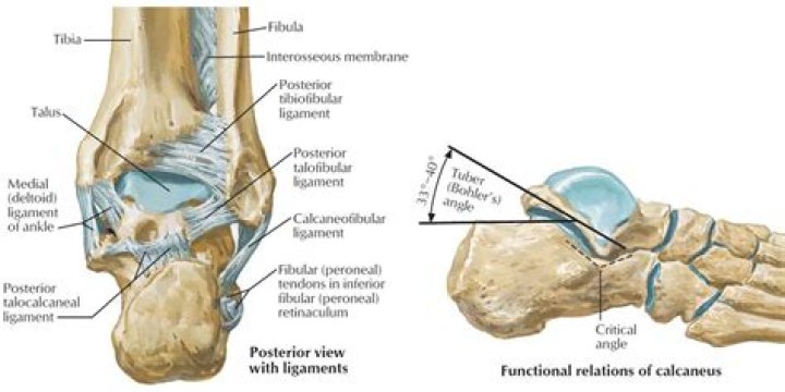 What attaches to the calcaneus