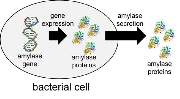 What bacteria produces amylase