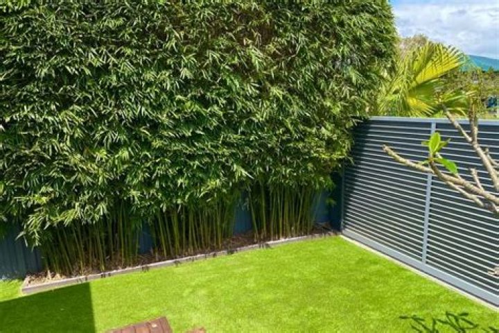 What bamboo is best for screening