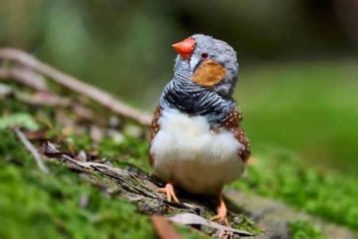 What bird has an orange belly