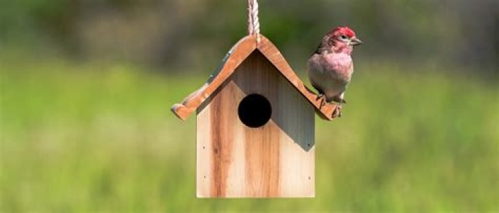 What birds live in bird houses
