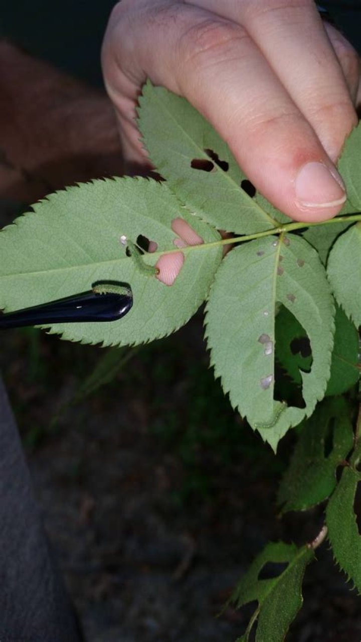 What bug eats rose bush leaves