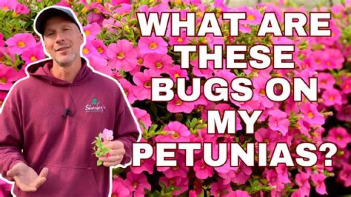 What bug is eating my petunias