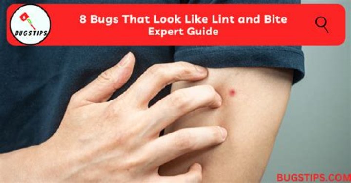 What bug looks like black lint