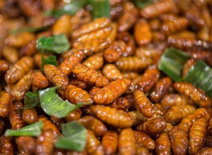 What bugs are the most nutritious