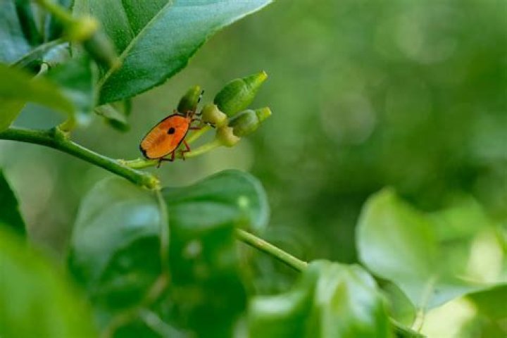 What bugs attack citrus trees