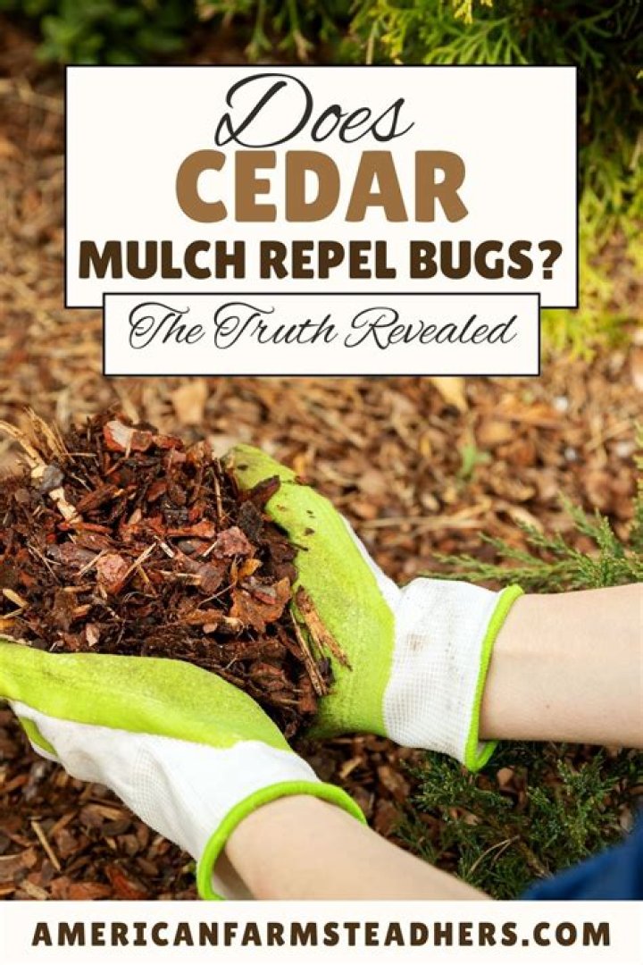 What bugs does cedar oil repel