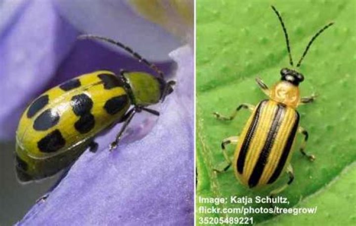 What bugs eat cucumber beetles