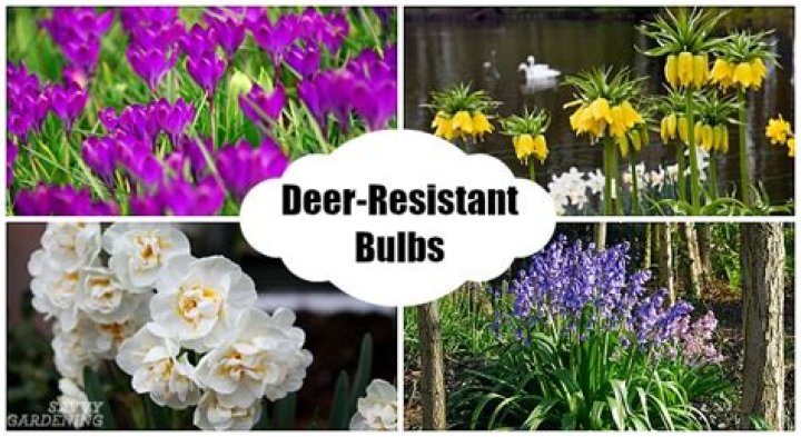 What bulbs do deer not eat