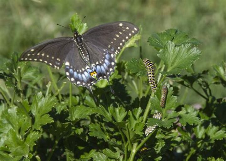 What butterfly eats parsley