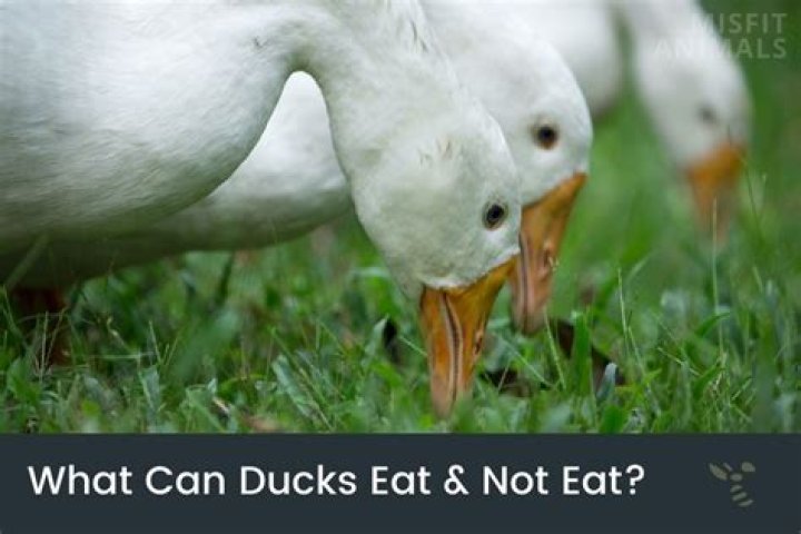 What can ducks eat and not eat