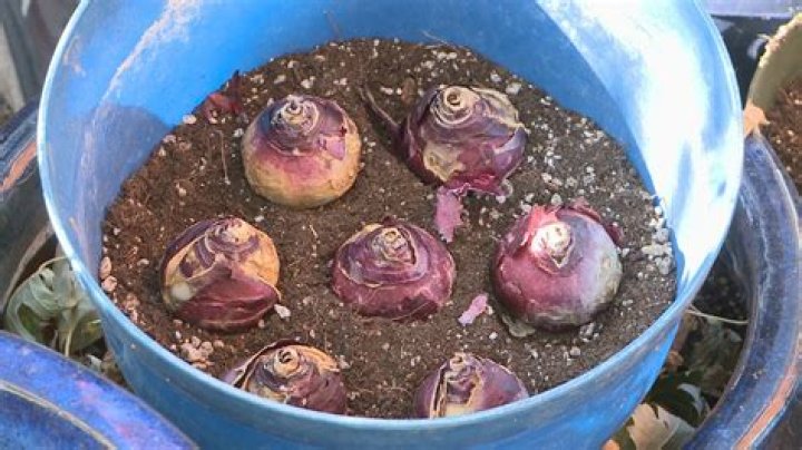 What can I feed bulbs in pots