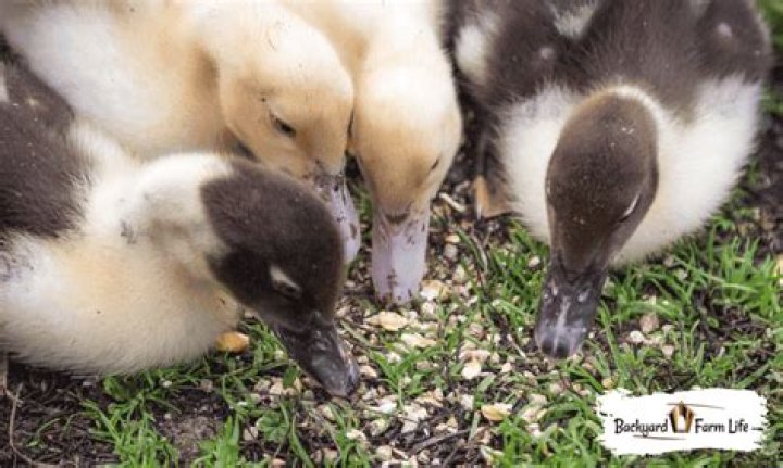 What can I feed wild ducklings