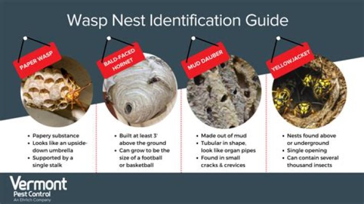 What can I give a wasp to eat