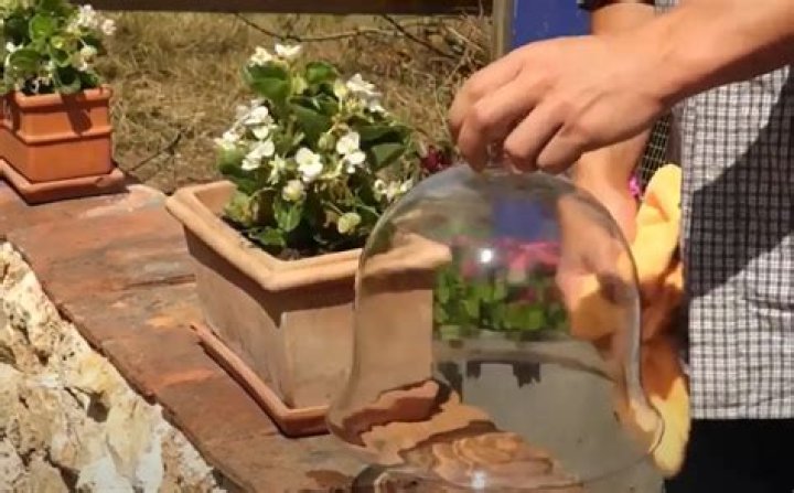 What can I grow under a cloche