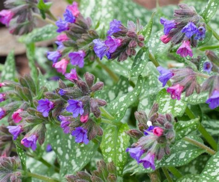 What can I plant with lungwort