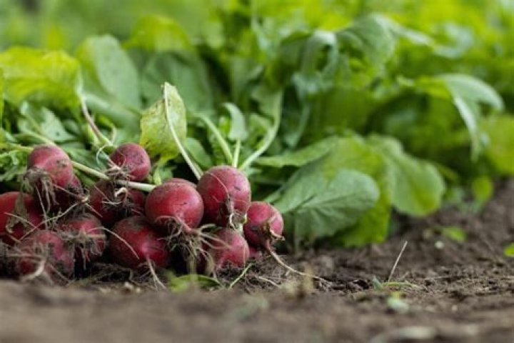 What can I plant with radishes