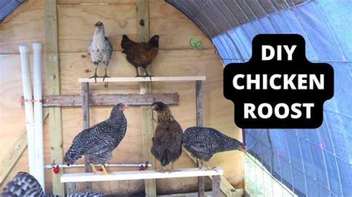 What can I use for chicken roosts