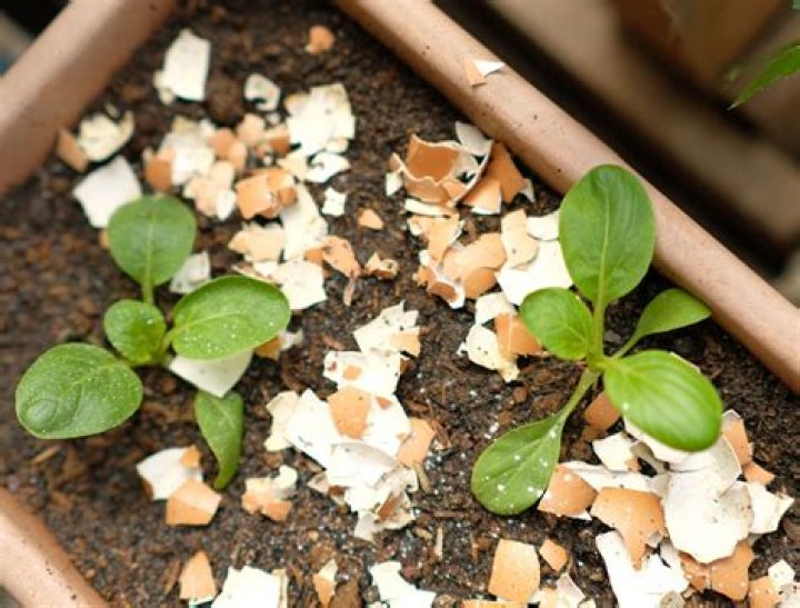 What can I use to crush eggshells