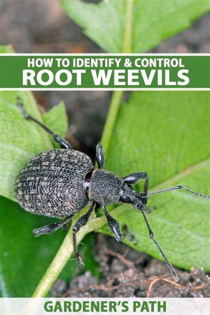 What can I use to kill weevils