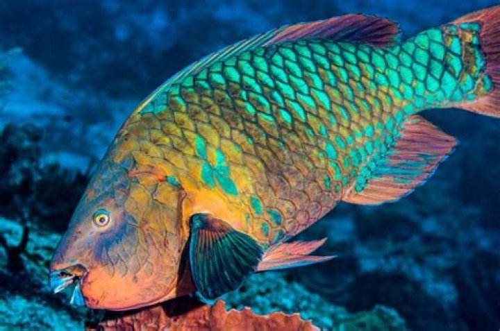 What can parrot fish live with