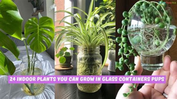 What can you grow in a glass vase