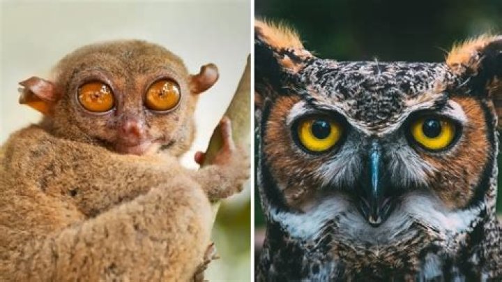 What cat has the largest eyes