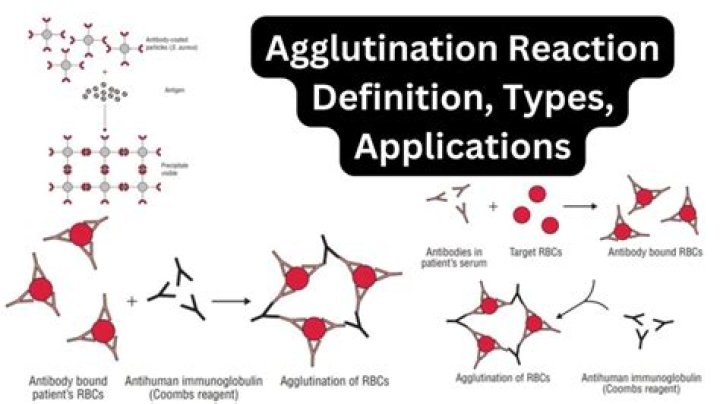 What causes auto agglutination