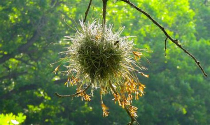 What causes ball moss on trees