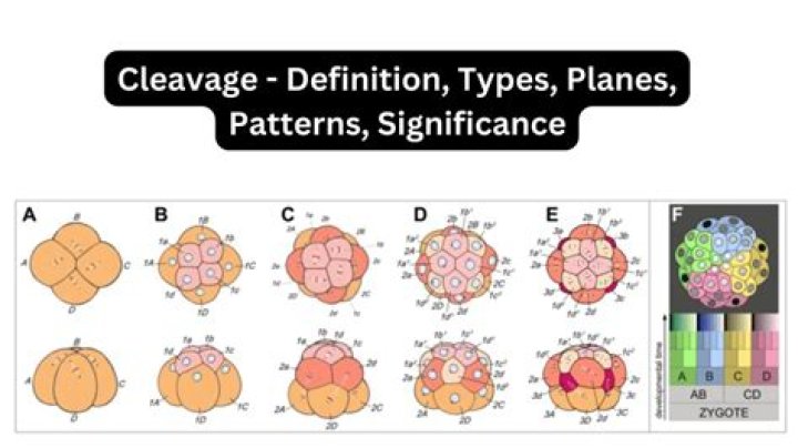 What causes cleavage patterns