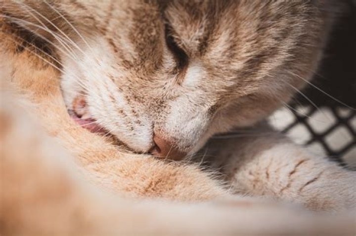 What causes dermatitis in cats
